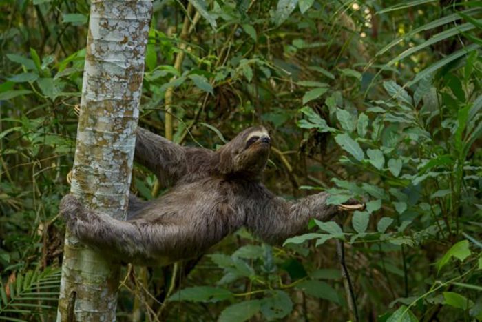 Jardim Botânico recebe bicho-preguiça fêmea encontrado na UFJF