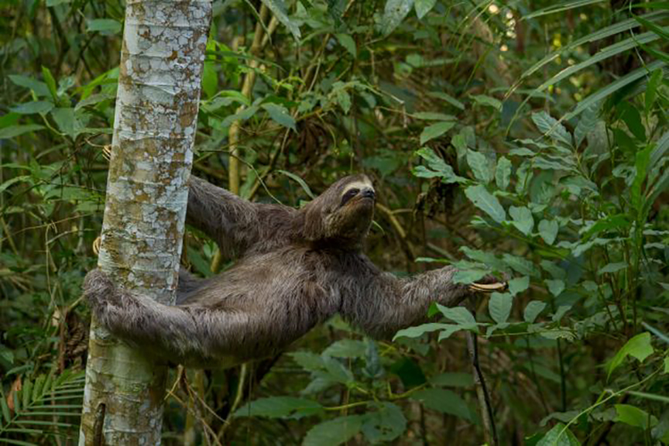 Jardim Botânico recebe bicho-preguiça fêmea encontrado na UFJF 1 1. Bicho preguiça Foto Lucas Morgado