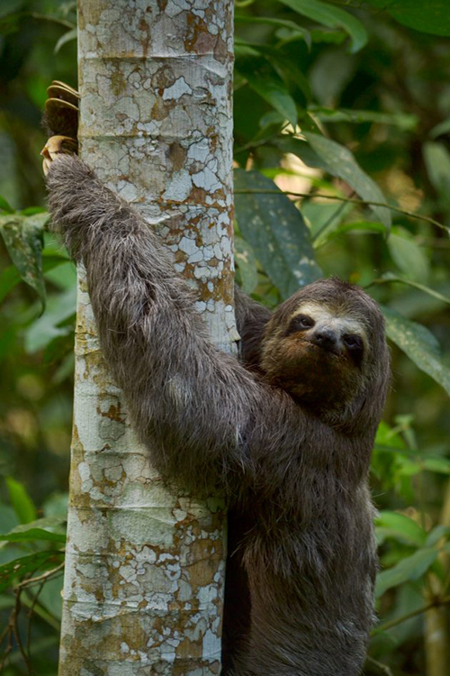 Jardim Botânico recebe bicho-preguiça fêmea encontrado na UFJF 2 3. Bicho preguiça Foto Lucas Morgado