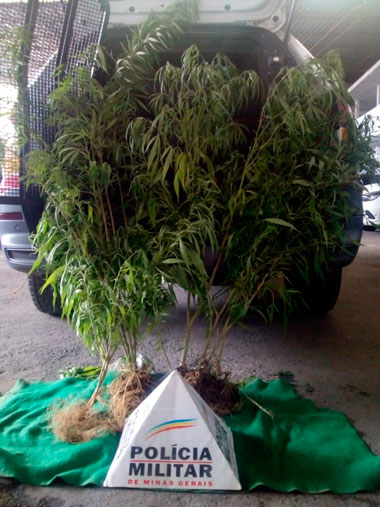 PM descobre plantação de maconha em condomínio 1 Maconha no Tiguera 1