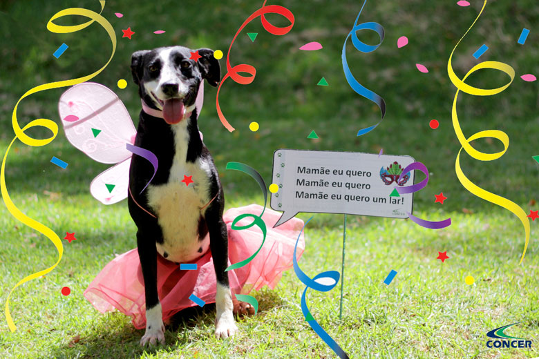 Canil Municipal promove feira de adoção de animais em clima carnavalesco 1 iá iá