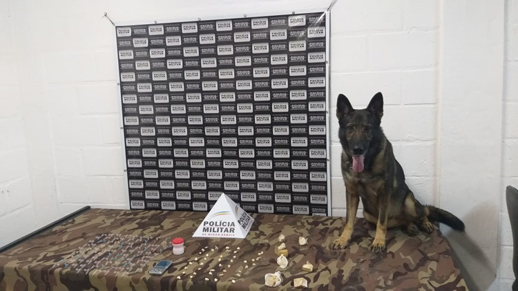 Cadela policial encontra drogas em imóvel na região Leste 1 cadela PM 2 foto PM