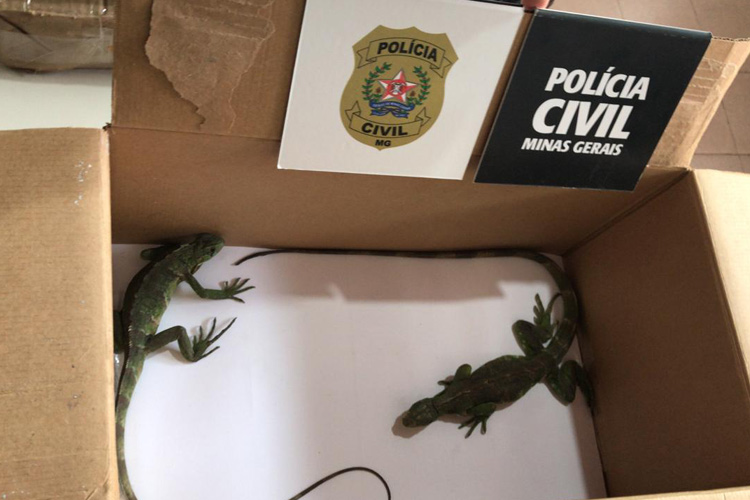 iguana by policia civil 1