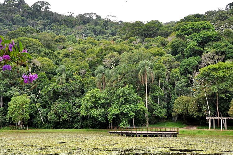 Estudo identifica presença de 436 espécies de flora no ...