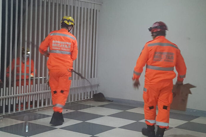 ouriço corpo de bombeiros