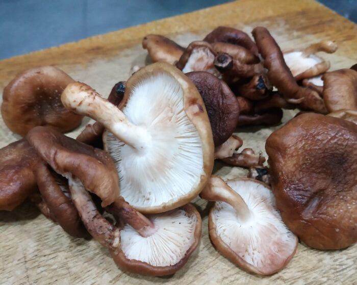 Cogumelos Shitake