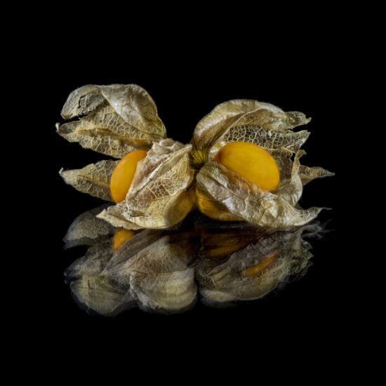 Maga Bastos_Renda se a Physalis
