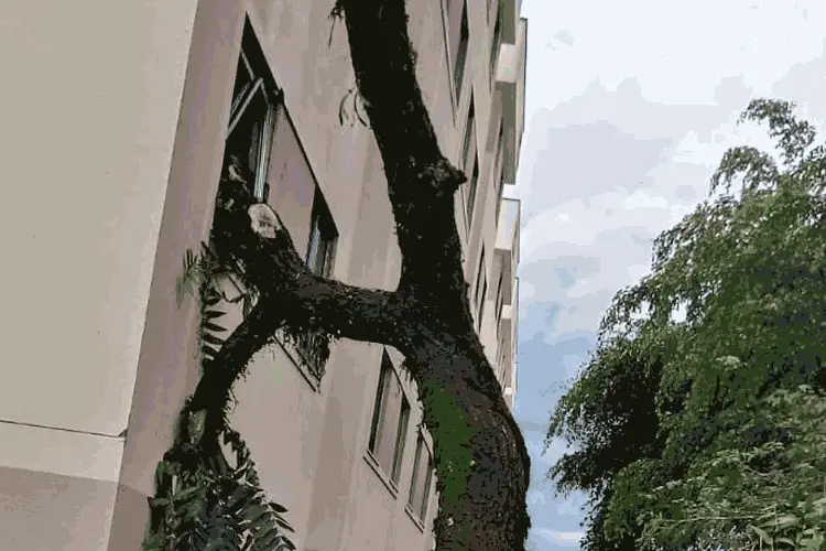 Tronco de árvore cai e atinge apartamento no Francisco Bernardino 1 arvore2 Leonardo Oliveira