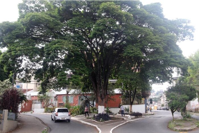 Trevo da Zona Sul de Juiz de Fora é revitalizado pela comunidade 1 jardim praça
