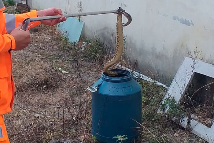 cascavel capturada bombeiros