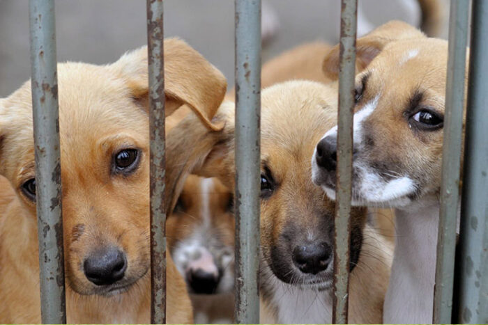 Abandono de animais aumentou em 20% em Juiz de Fora 1 canil juiz de fora