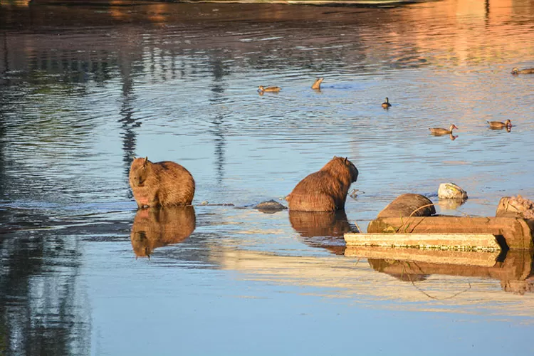 capivara lixo estiagem paraibuna by jessica pereira