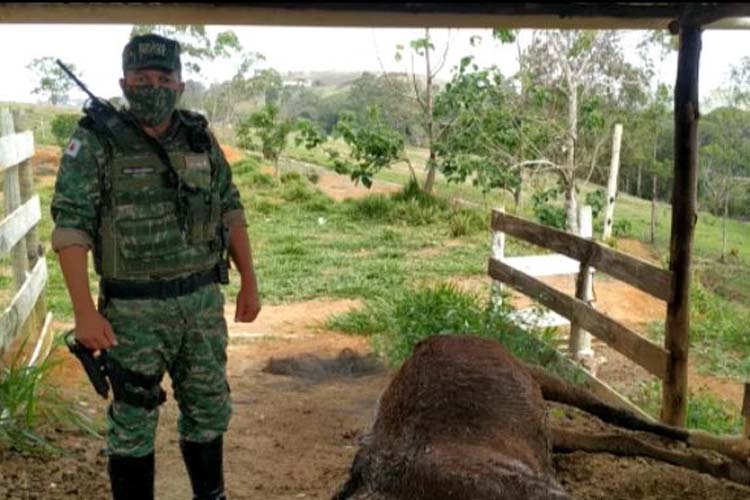 Cavalo morre por maus-tratos, e dono terá que pagar R$ 4 mil de multa 1 policia meio ambiente maus tratos cavalo