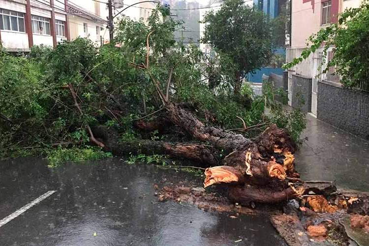 arvore caida na tiradentes fernando priamo