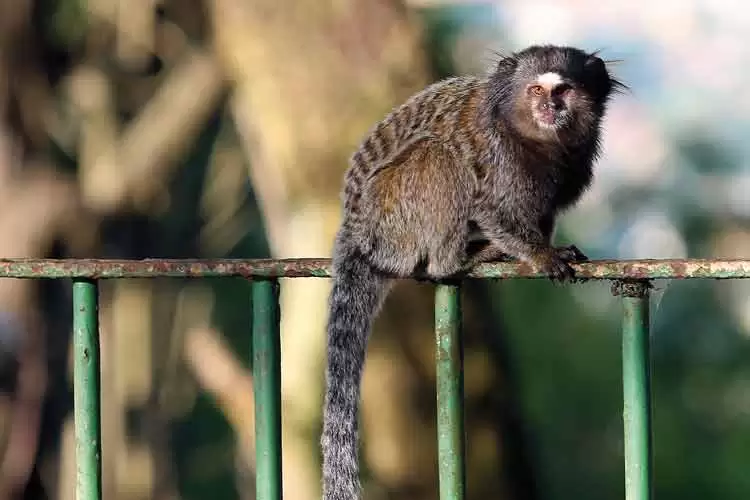 Saguis comuns em áreas urbanas ameaçam primatas nativos do sudeste, Terra  da Gente