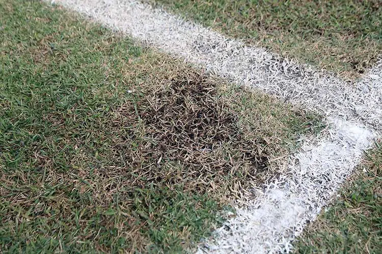 Secretário-Marcelo-fala-do-gramado---fernando-priamo-(4)