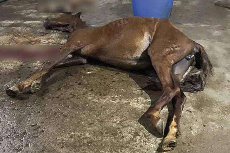 Cavalos sobreviventes abatedouro clandestino são resgatados pela