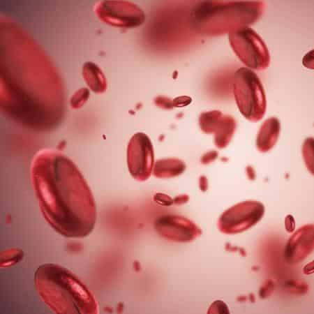celulas sangue anemia