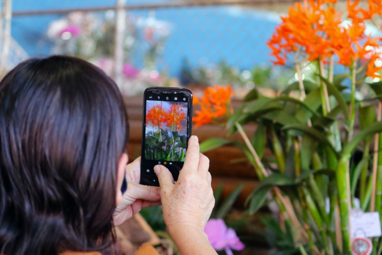 Exposição de Orquídeas será encerrada com entrega de prêmios neste domingo 1 2 felipe couri orquideas exposicao em juiz de fora