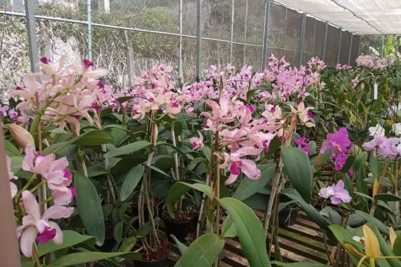 Aluna de Toledo participa de feira científica de Londres com pesquisa de  germinação de orquídeas