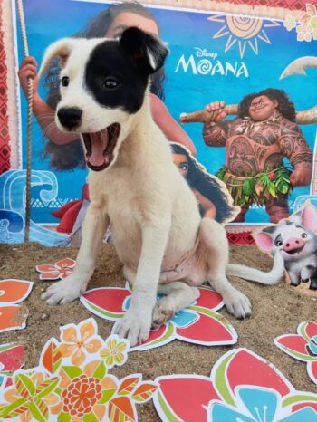 Evento de adoção de cachorros acontece na sexta-feira 1 WhatsApp Image 2022 08 17 at 12.48.40 e1660751996147