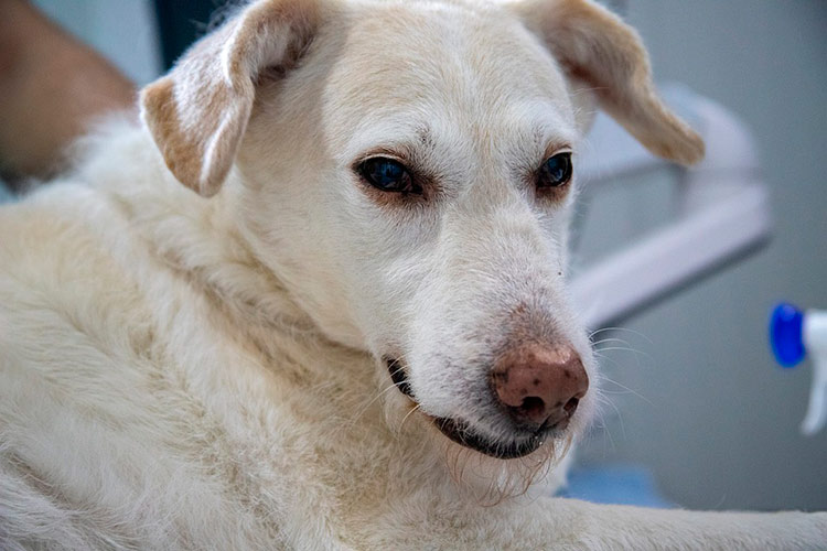 cachorro doente