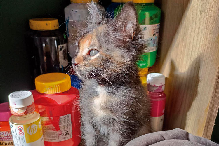 Fila de castração da PJF tem quase 3 mil animais inscritos 1 castracao gata clara arquivo pessoal