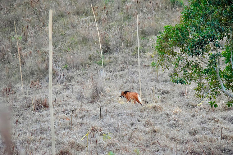 lobo guara fazenda ufjf 2 divulgacao ufjf