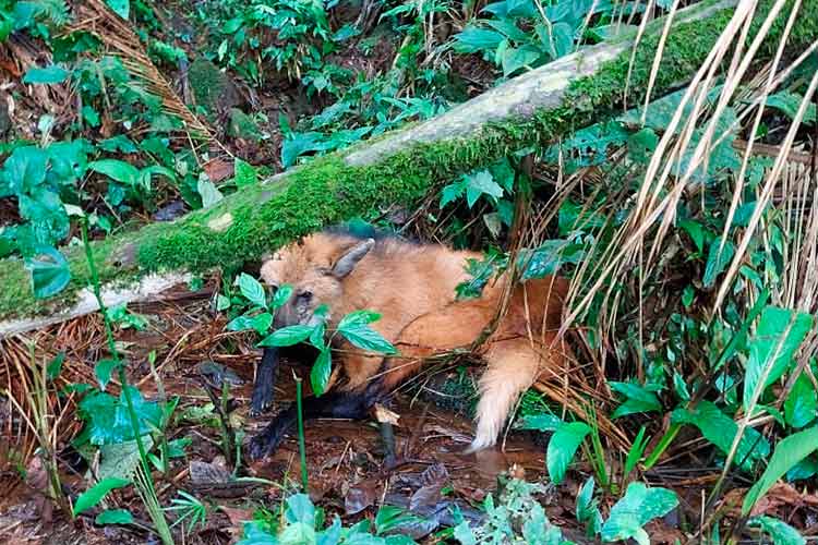 Lobo Guara Policia Ambiental