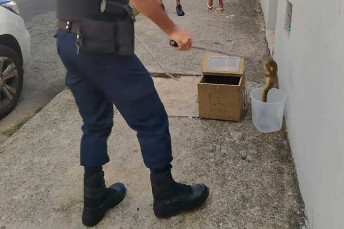 cobra casacavel Guarda Municipal