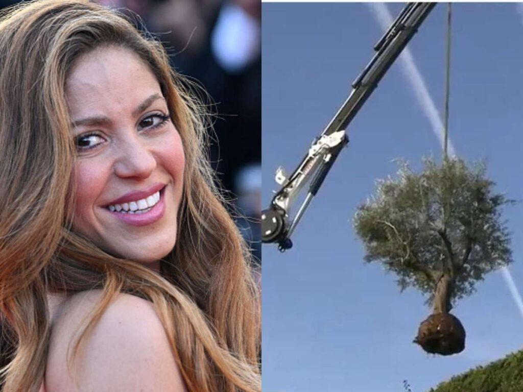 835581064 shakira leva arvore da casa que vivia com gerard pique