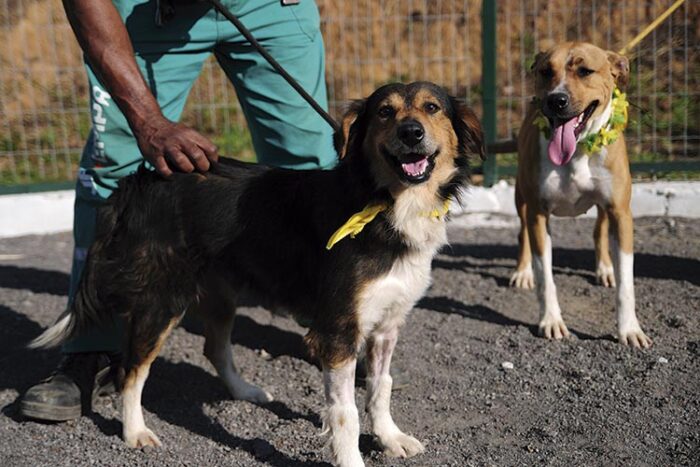 CACHORRO Marcelo Ribeiro Arquivo TM 1