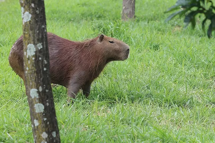 Capivara Filó acende debate de criação de animal silvestre - 06/05