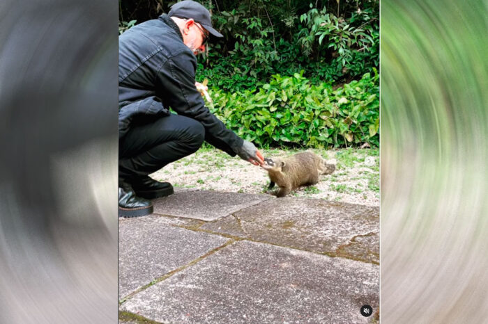 fogaça mordido pelo quati