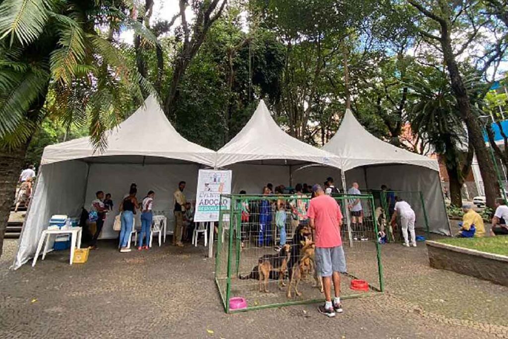 Canil Municipal faz campanha de adoção de pets e vacinação antirrábica neste sábado