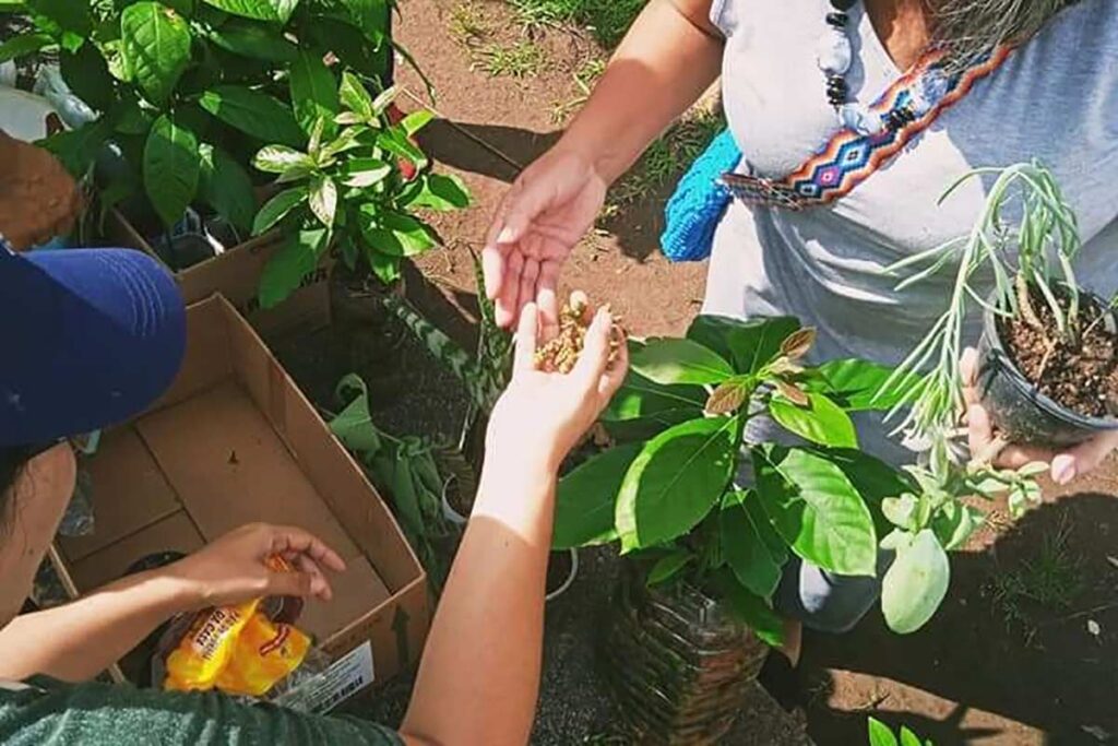feira de troca de mudas coletivo em folhas