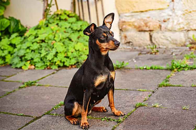 pet cachorro pinscher 4