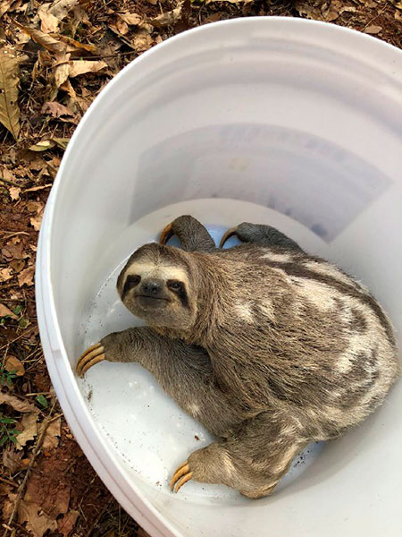 Bicho-preguiça é resgatado em avenida de Ubá