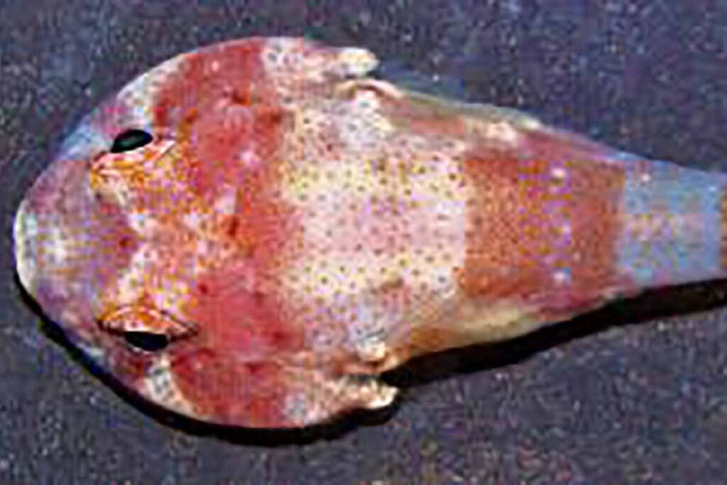 Nova espécie de peixe é descoberta perto de uma das ilhas mais distantes da costa brasileira 2 Acyrtus simon nova espécie
