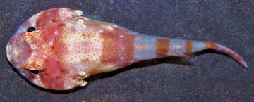 Nova espécie de peixe é descoberta perto de uma das ilhas mais distantes da costa brasileira 1 Acyrtus simon