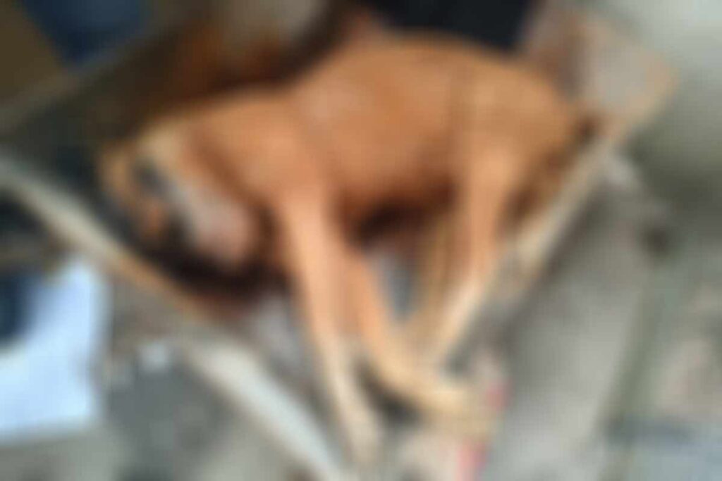 cachorro morto a facada divulgacao policia militar do meio ambiente