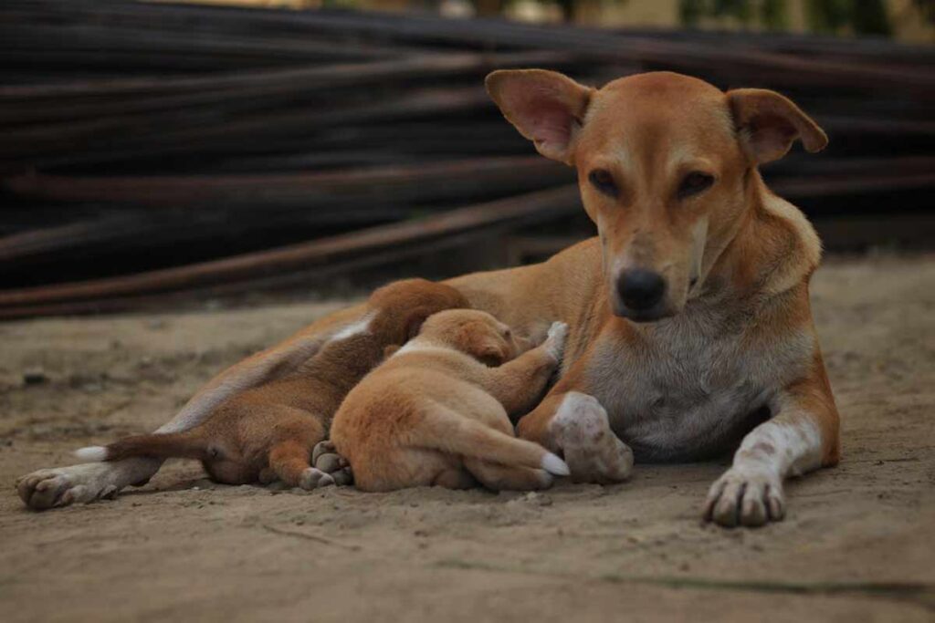 cachorros