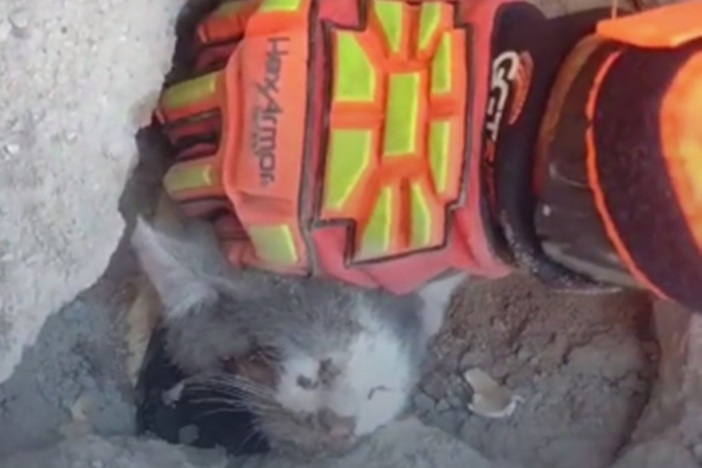 gato preso divulgacao corpo de bombeiros