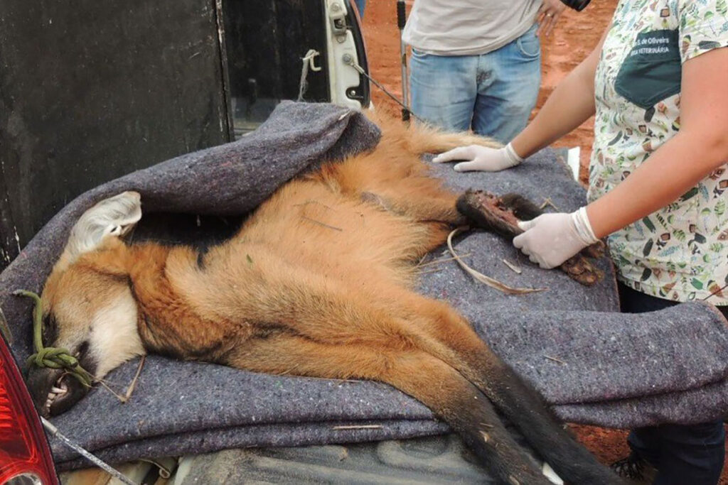 lobo guara 2 divulgacao corpo de bombeiros