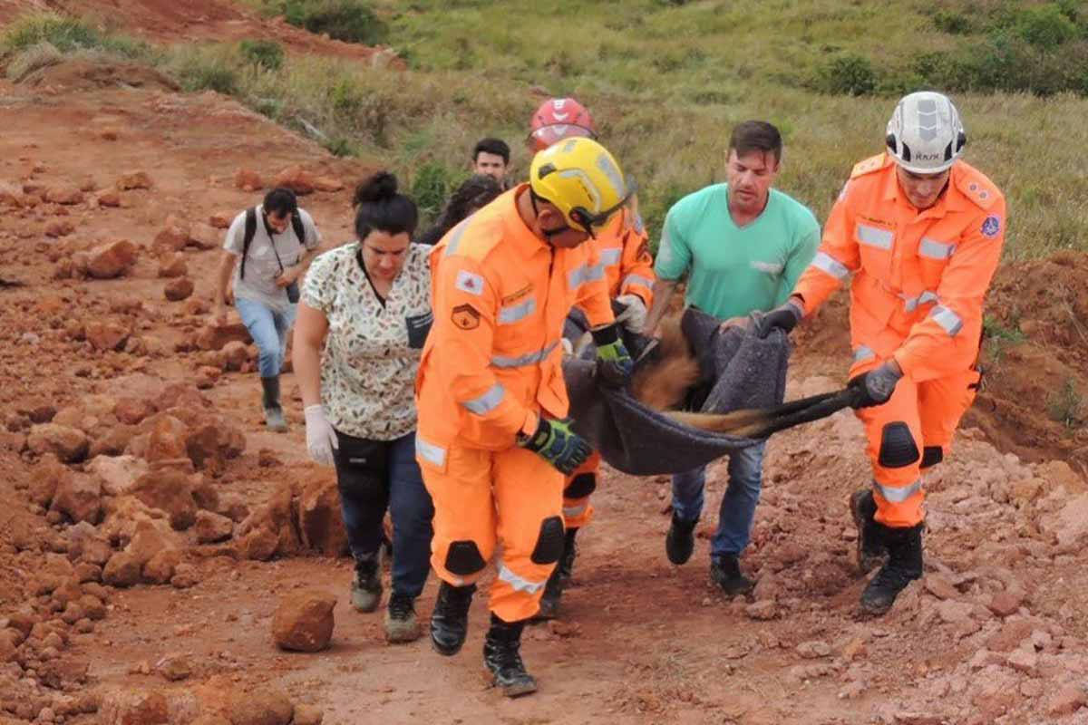 Lobo-guará resgatado ferido na Zona Norte tem morte confirmada