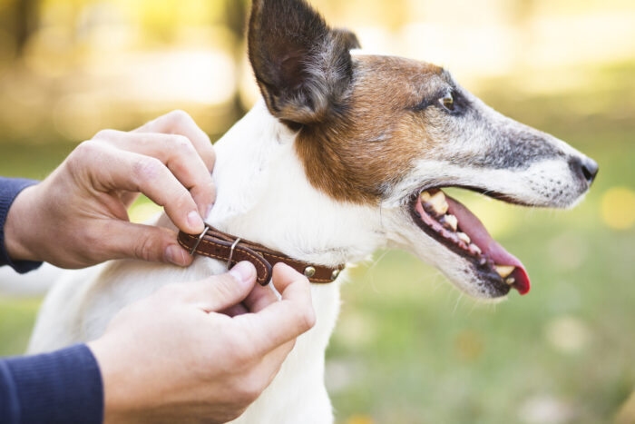 proprietario-colocando-na-coleira-no-cachorroClínica veterinária é condenada a indenizar tutora por fuga de cão