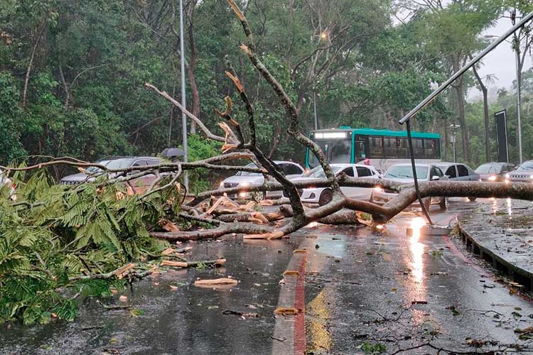 CHUVA ARVORE 3 Colaboracao do leitor Luiz Fernando Elidio Faria Carvalho