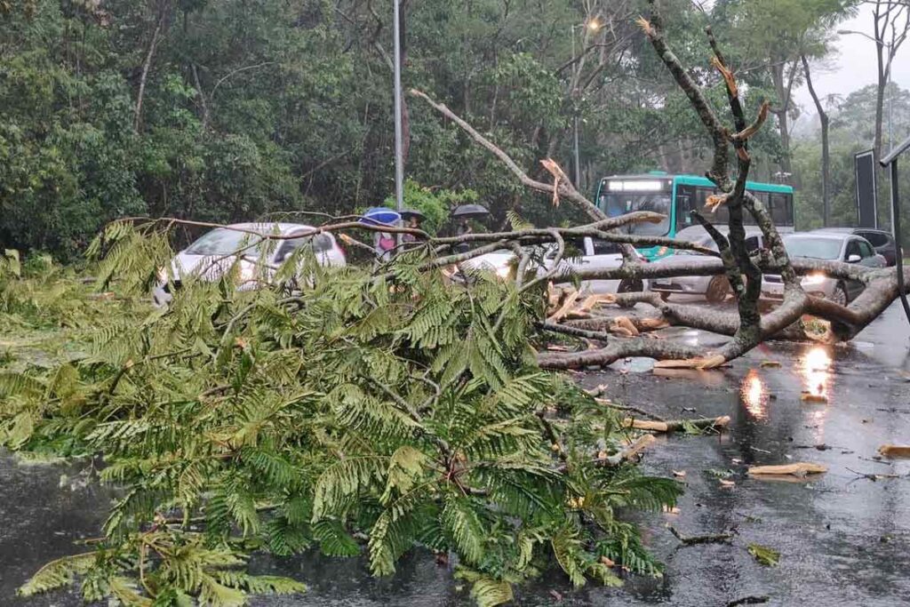 CHUVA ARVORE Colaboracao do leitor Luiz Fernando Elidio Faria Carvalho