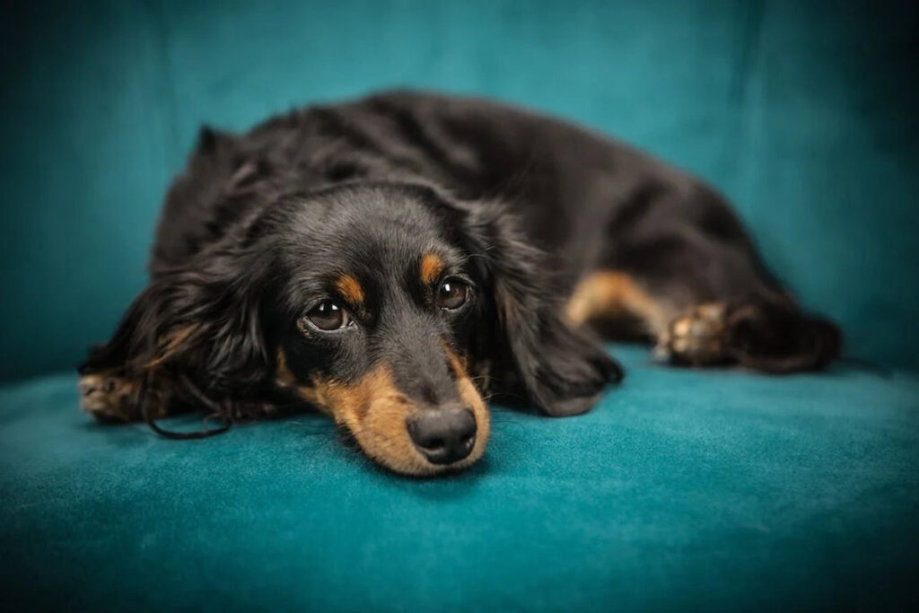 Dachshund Conhe A A Ra A Do Famoso Salsicha