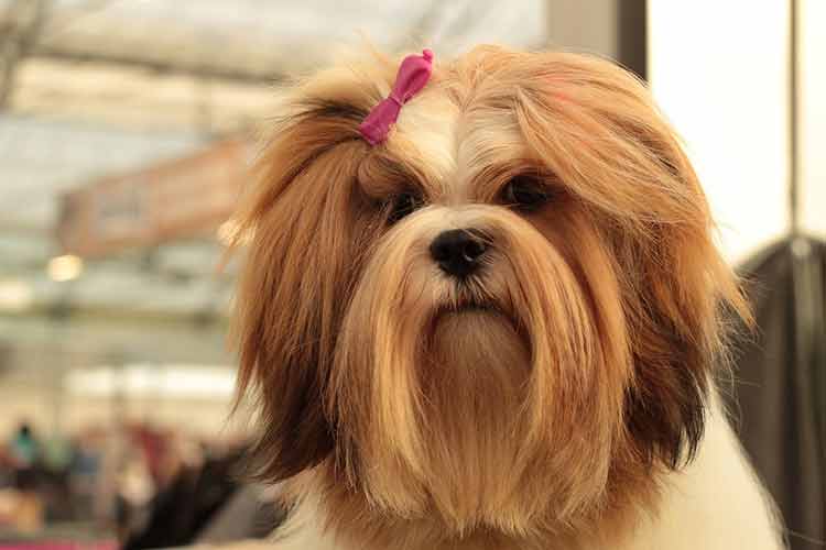 especial pet pixabay lhasa